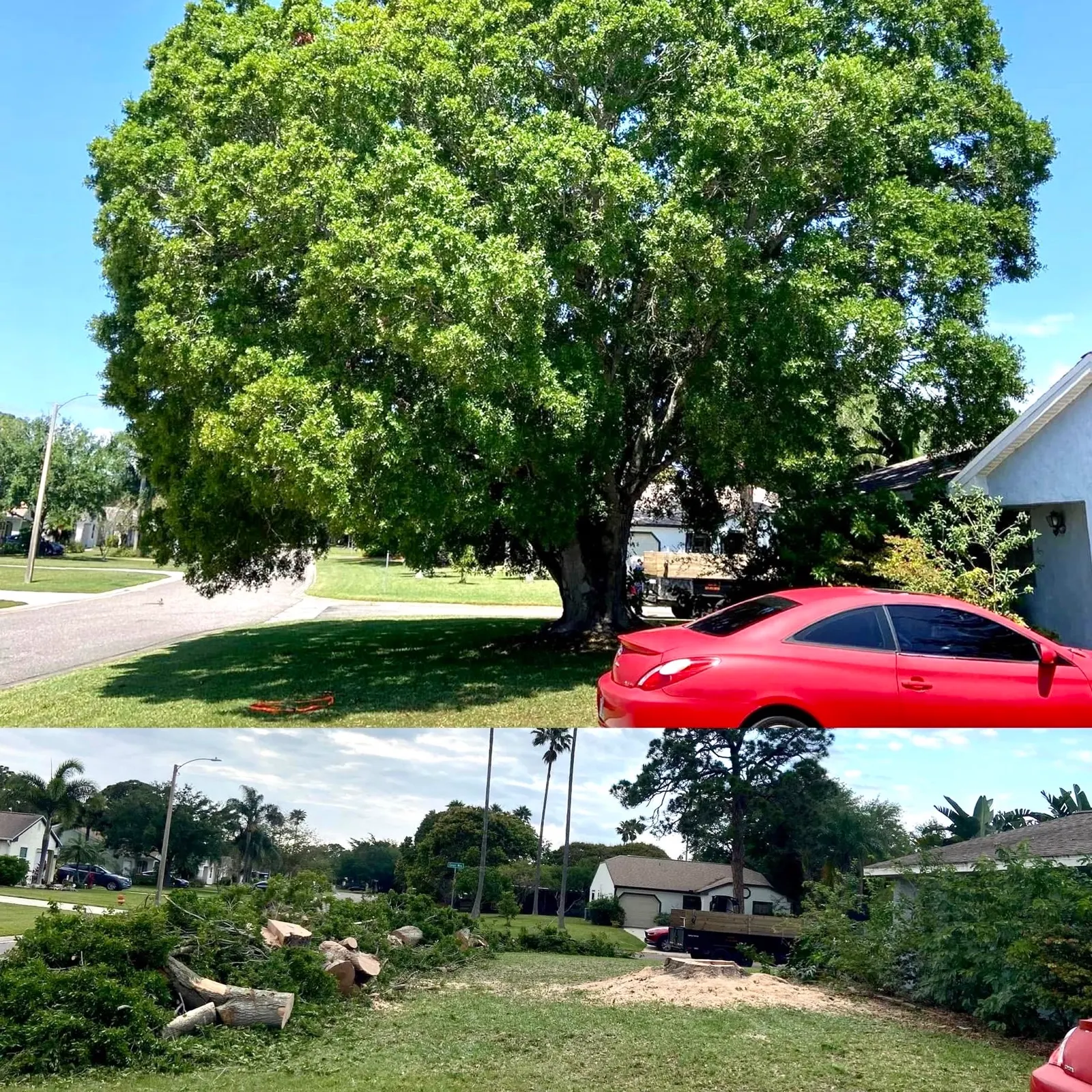 Before and after removal of a large oak tree at a Melbourne FL home