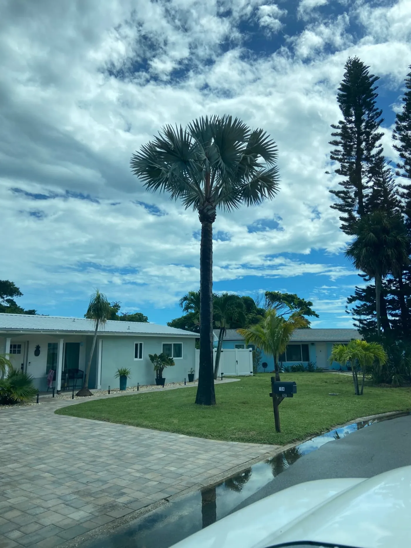 Landscaped Florida front yard with palms and fresh bed work