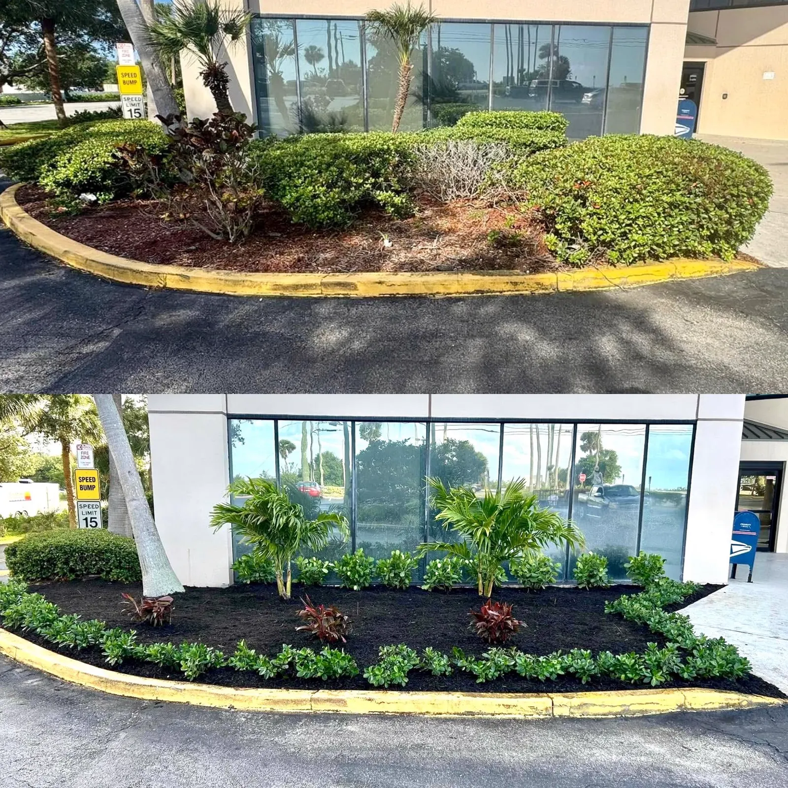 Commercial entrance planting bed rebuilt with palms and fresh mulch in Melbourne FL