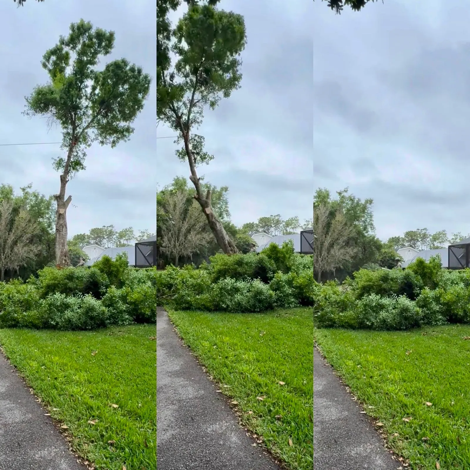 Before, during and after a hazardous tree removal in Melbourne, Florida