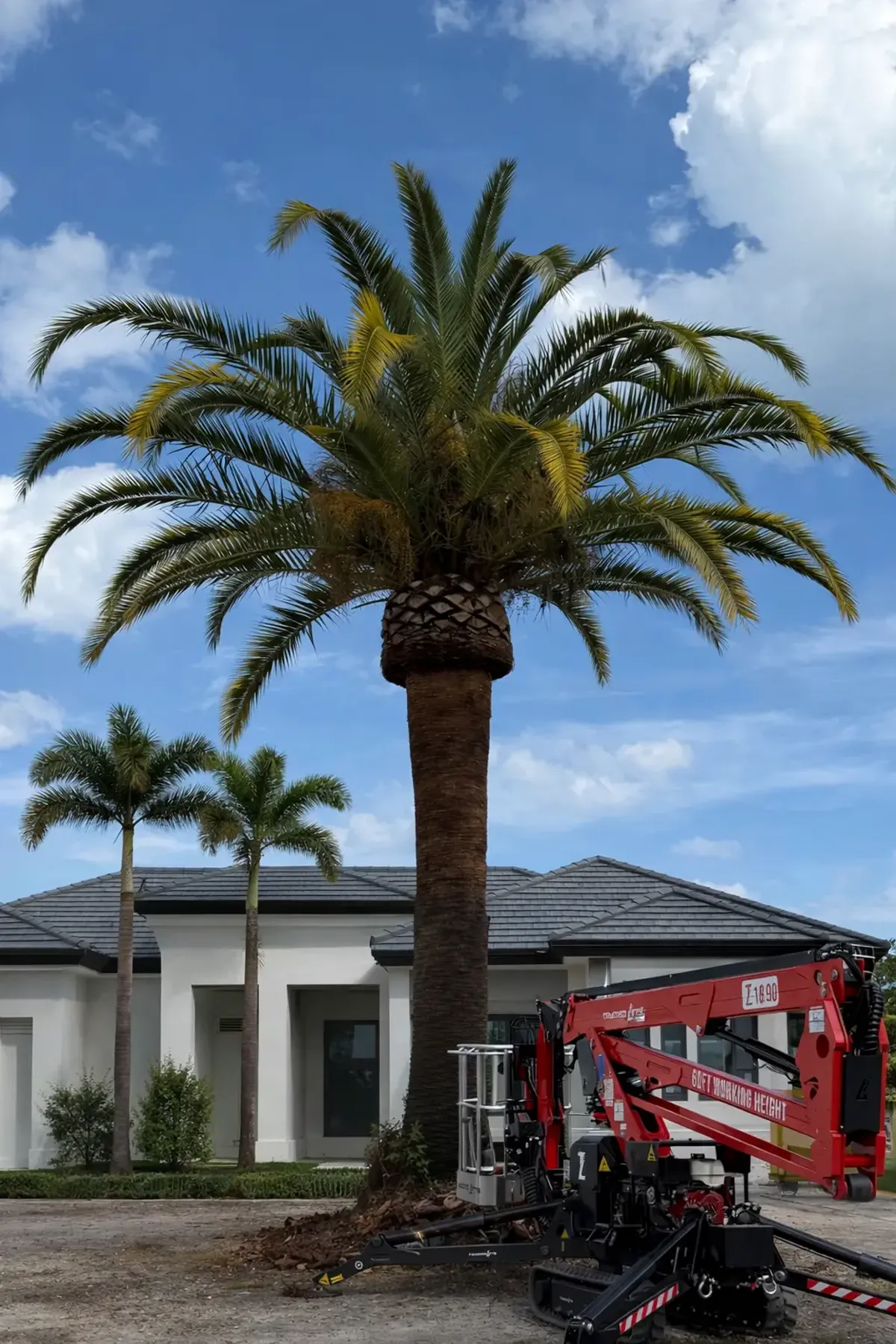 Large palm being removed at a Melbourne FL home