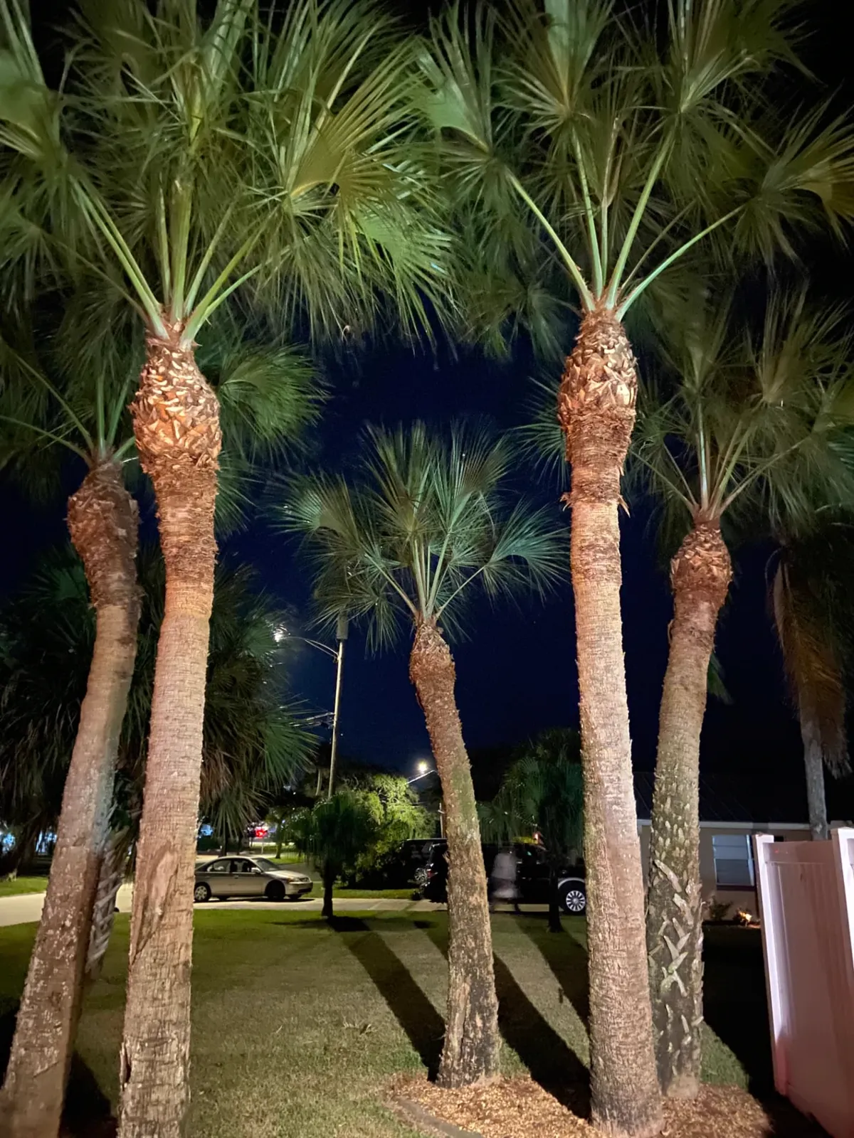 Tall palms alongside a Melbourne FL property at night